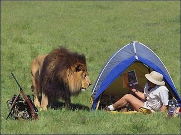 lionpic.jpg