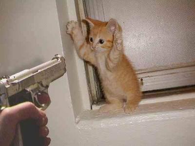 Do it or kitty gets the bullet...