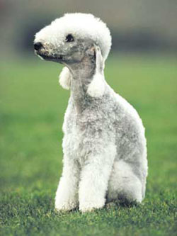 a puppy bedlington terrier