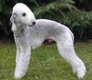 Ter_Bedlington.jpg