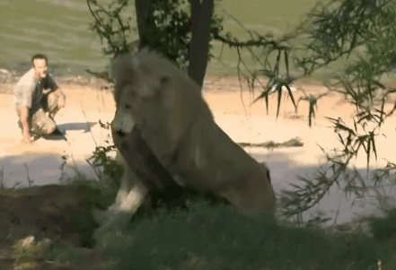 funny-pictures-lion-stuck-tire-animated-gif.gif