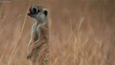 funny-meerkat-googly-eyes-animated-gif-pics.gif