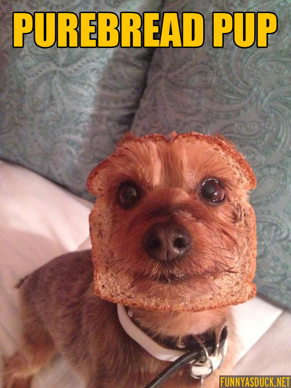 funny-pictures-purebread-pup-dog.jpg