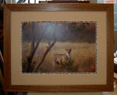Cheetahs.jpg